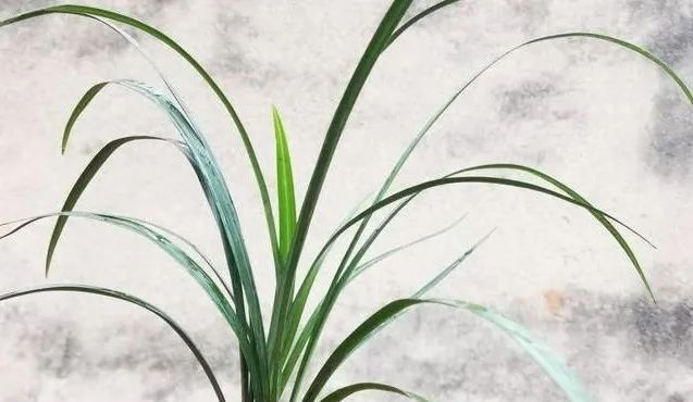  『能服』种植的兰花,多久能服盆?怎么施肥?