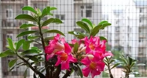  『种植物』这“7种花”，开花艳丽还好养，放着不管都能活，超级容易！