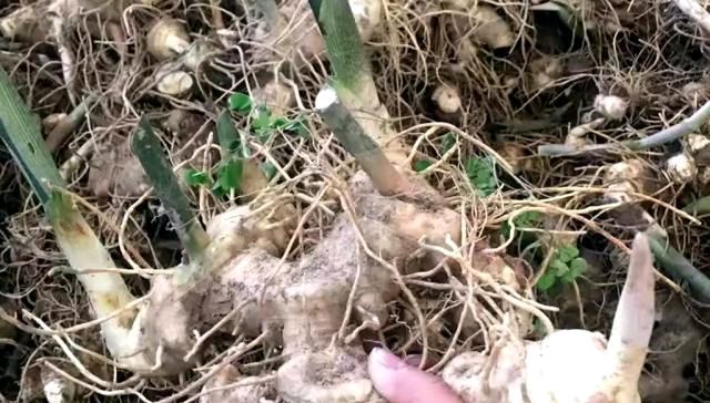  黄精：农村有“一宝”，曾是农民的“救命粮”，如今农民用来煲