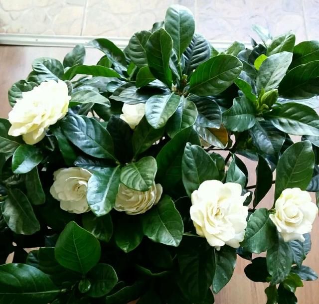  洗根处理■买回来的栀子花换盆以后可以二次换盆吗？不要太折腾，彻底洗根吧