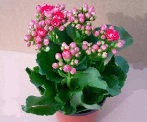  家里：这几款植物养在家里，花期长易打理，开花漂亮花期长，谁养谁喜欢