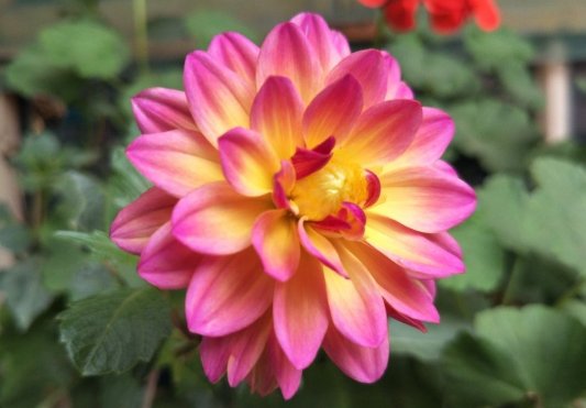  #名流千秋#养花就养款傲菊花，晓妆方罢，妖艳妖娆，花瓣重重叠叠，花姿妖艳
