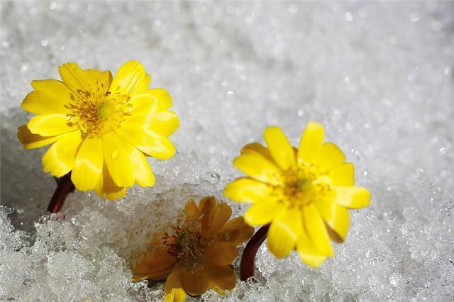  【雪一】世界上有一种花美如精灵，盛开在雪地里，雪一融化它就凋谢