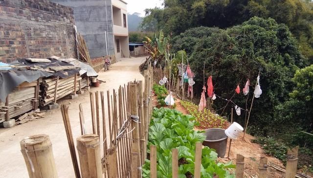  每餐：屋边种菜，居住山腰的农民每餐吃的蔬菜都是新的