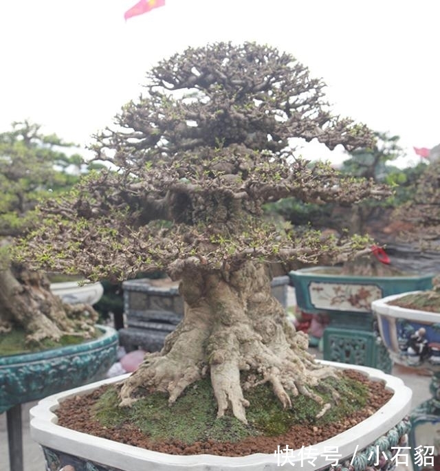  [培育]男子出售家中几代人培育的盆景树，要价153万希望找到好买家