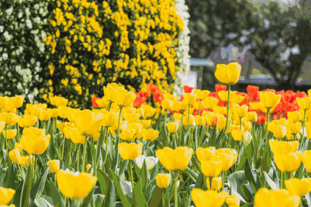 有些人在成都生活了20年，依然是个游客！