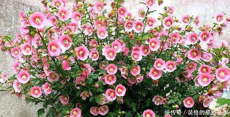  试试：养花试试这几款，花开繁盛花香怡人，花色繁多易爆盆，娇艳欲滴
