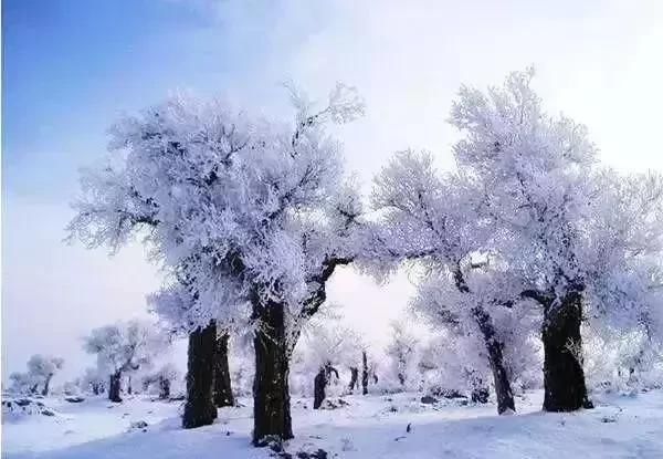 雪后的中国胡杨林，才是真正美爆了!