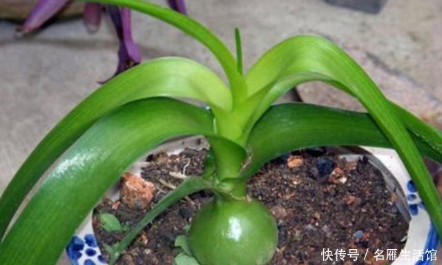  万年青@养殖虎眼万年青该怎么浇水？弄清前提、时机，植株越长越旺