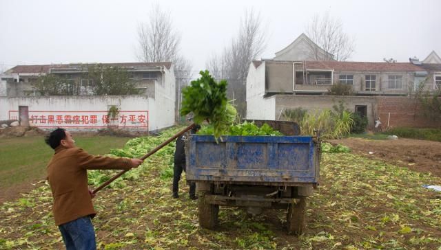 「冬季」农民填空种冬季蔬菜，每亩可增收4000元：家家都能用得