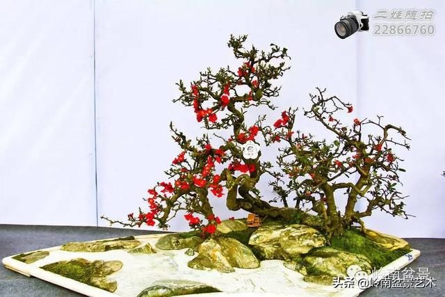 把温江盆景卖到欧洲去