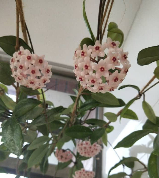  『绿萝』此盆栽花好养如绿萝，花期超长“颜值”高，芳香飘满屋，值得入手！