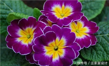 #选择#喜欢在家中养护花卉,就选择花色绚丽多样,花期长的花卉,优雅