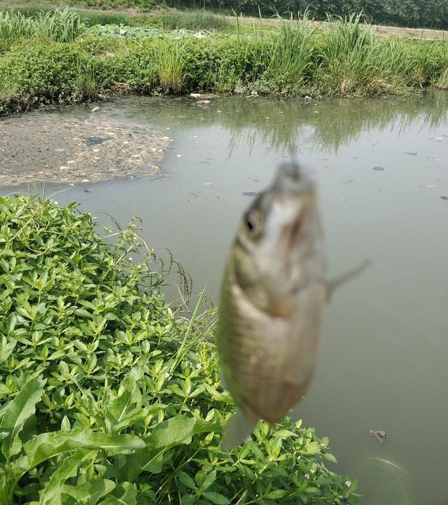  稀巧：正午口稀巧换点，又遇电网肆虐抢鱼忙