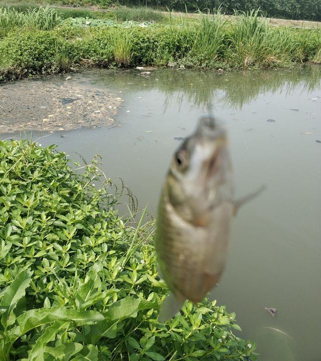 稀巧:正午口稀巧换点,又遇电网肆虐抢鱼忙