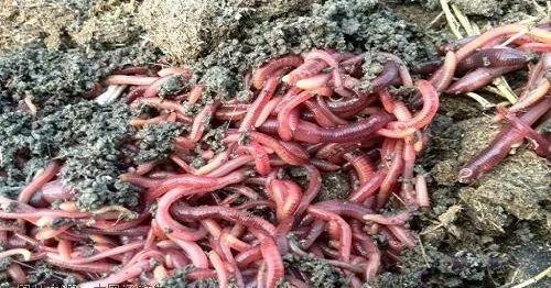  【15万】他在牛场里养蚯蚓，省去清理成本，仅蚯蚓粪每年就净赚1