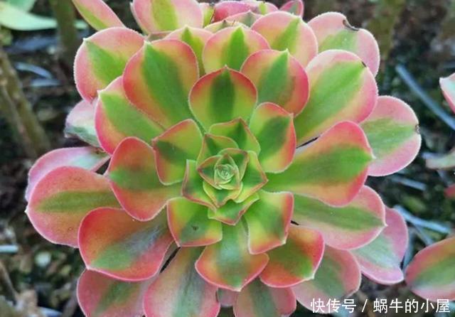 入手|新入手的多肉法师如何配土?不同状态的法师,要用不同方法