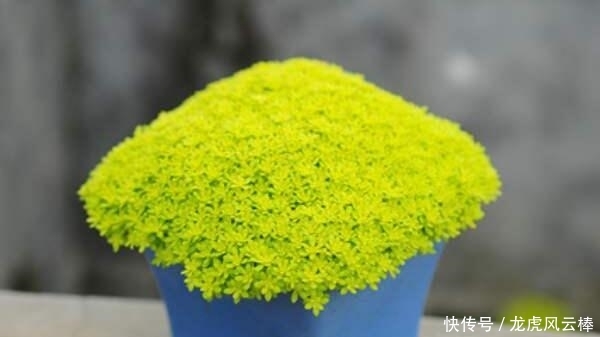 「黄金」黄金万年草越晒叶子越黄,金黄耀眼,养护要注意什么?