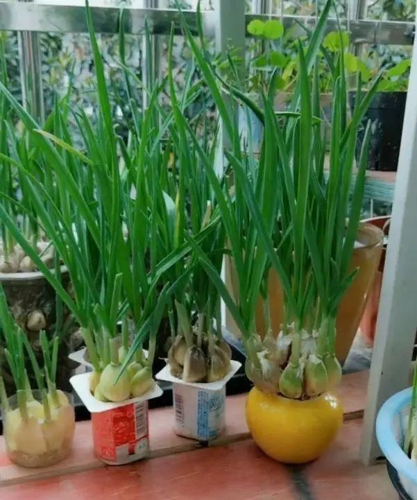  水果■在阳台上用空油瓶种菜种水果，一种几十盆，不花钱，好吃不用买