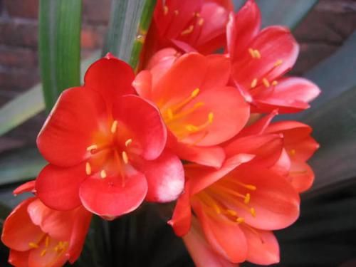  #舍得#养花也是技术活，养君子兰你要“舍得”，给它砍一刀，来年长满盆