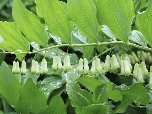  「值钱」潮湿的大山里，有1种“玉竹”，根茎比车前草值钱，见到请保护