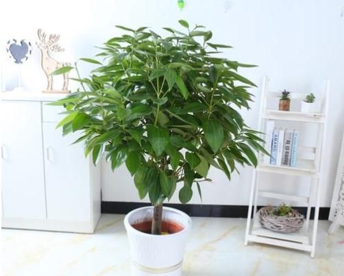 「夏季」夏季这“4种”花,就爱“晒太阳”,越晒开花越多,满屋飘香