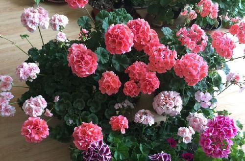  #花叶#此几款植物，好养易爆盆，花叶蹭蹭往外冒，花色绚丽多彩