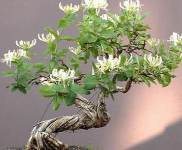  [新宠]盆栽新宠金银花，掌握5个养护技巧，开花一波又一波！