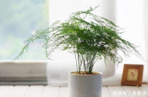 铜钱草■新手必养6种植物,怎么浇水都不会死,好养的很。