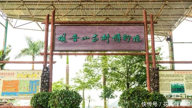 广东最“奇怪”的景点，这里的树木竟变成了玉，你知道为什么吗？