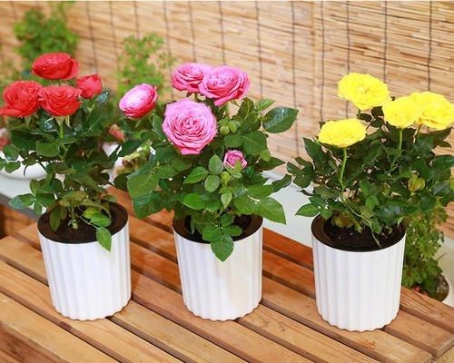  『缓苗』花市这种月季花，竟然是激素苗，难怪搬回家就死！