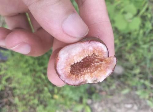  #结出来#山坡下的1种“地瓜泡”，果子比“樱桃”漂亮，见到别踩它，珍贵