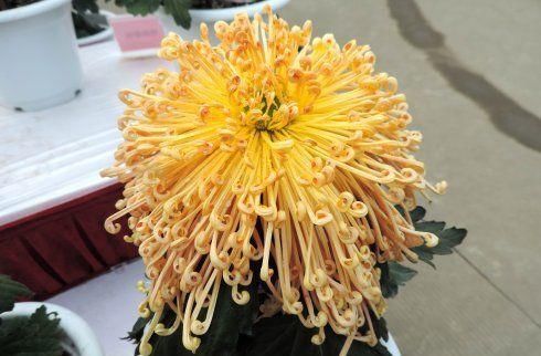 『倒地蜈蚣』喜欢菊花，首选“九大名菊”飞鸟美人，似美人起舞，娇艳妖娆！