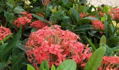  「植株」此花植株密集，开花量大，花期还较长，植株低矮，是家庭养护花卉