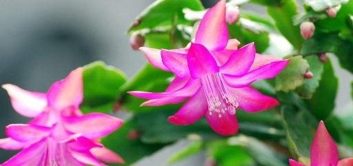  「长寿花」南向飘窗养这几种开花花卉，足不出户，四季就能有花赏！