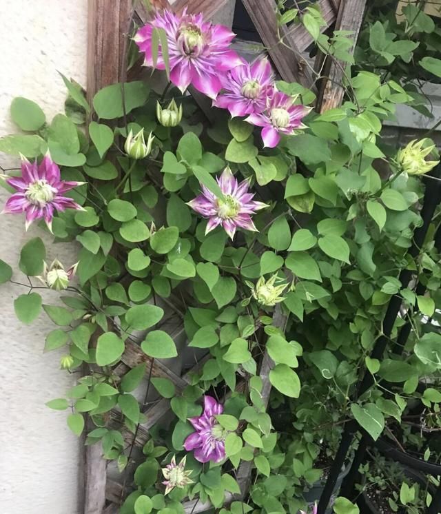 放在阳光充足■等我有自己的院子,一定养此4种花,春天变成“五彩”花园