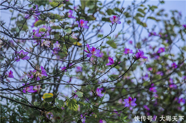 佛山南丹山宫粉紫荆绽放，满树和娇烂漫红，万枝丹彩灼春融