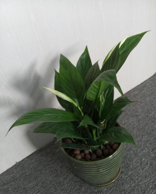  【开花】浓绿还开花得白掌，很漂亮，但不开花，以下原因要注意