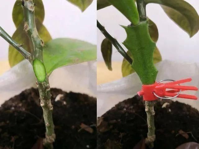  [叶仙]手把手教你，如何用叶仙嫁接蟹爪兰
