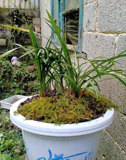 『增光』兰花入室养,注意“控肥”,适当“增光通风”,避免根系腐烂
