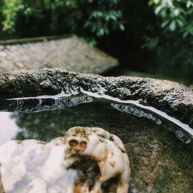 「青苔」一处青苔,美了一个院子