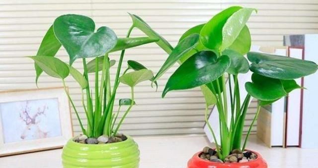 观叶■喜欢养殖观叶植物,就选龟背竹,不争肥水和阳光,养起来省心