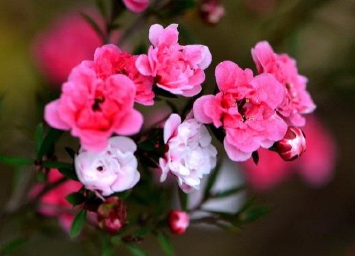  「堪称」这几款花，堪称花界“劳模”，家养一盆千朵花，花朵雍容华贵，美