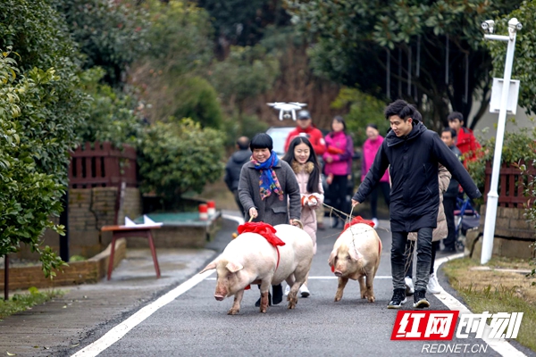 明星大V化身民宿老板 腊八节寻觅久违的乡村年味