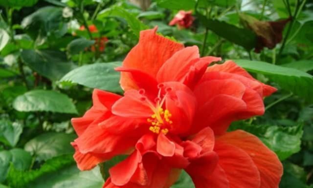 「一朵花」阳台盆栽大“红花”,比普通花大2倍,一朵花就开满一个盆