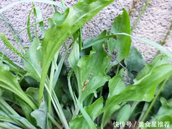 农村这种植物人称“尿床草”，曾是农民的“救命草”，你有见过没