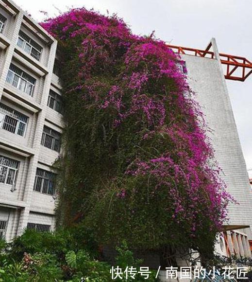 有3种花 一年开花上千朵 还十分好养 回家就去养几盆 快资讯