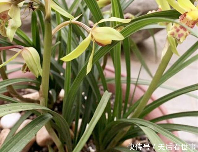 【困难】兰花浇水遇困难做好这4个动作,就能避免烂根、黄叶