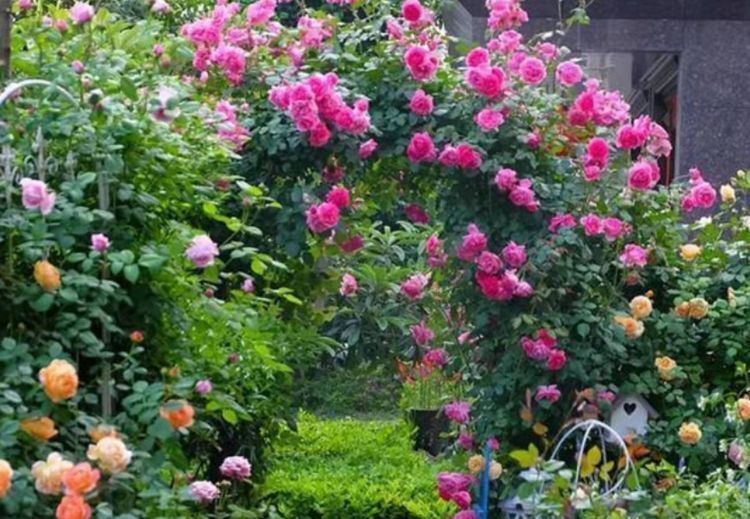 「芳香」芳香四溢的几种花,家里阳台养几盆,让你的心情愉悦一整天!