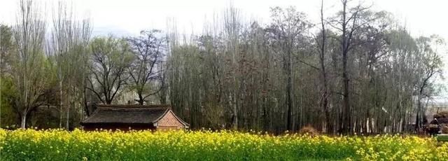 『雨生』雨生百谷,花开百福,陇西的油菜花开了……